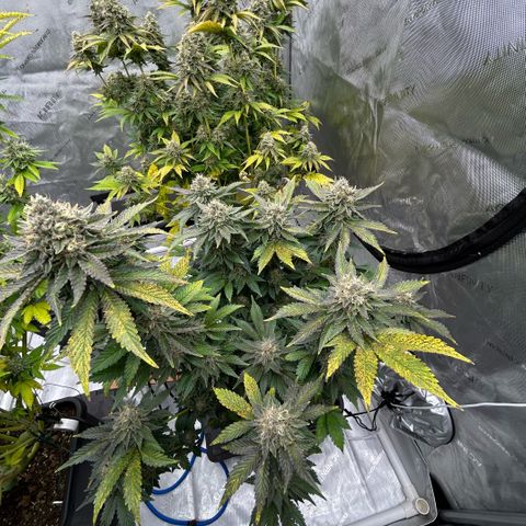 Amsterdam Amnesia # 6  growlog timeline photo