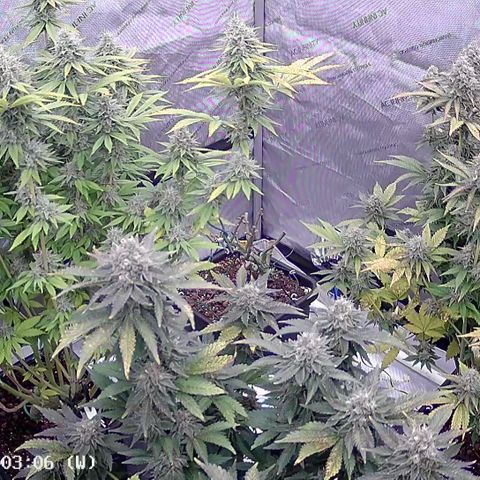 Haze Berry #1  growlog timeline photo