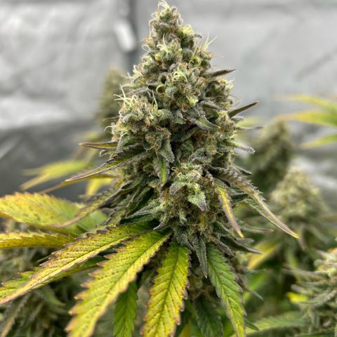 Amsterdam Amnesia # 6  growlog timeline photo