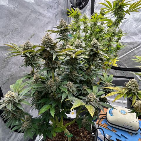 Amsterdam Amnesia # 6  growlog timeline photo