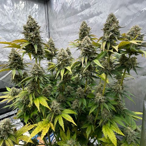 Amsterdam Amnesia # 6  growlog timeline photo
