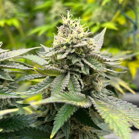 Amsterdam Amnesia # 6  growlog timeline photo
