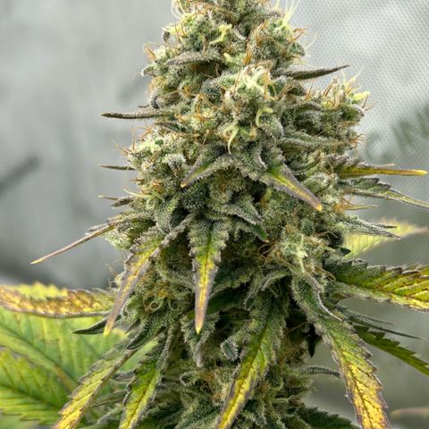 Amsterdam Amnesia # 6  growlog timeline photo