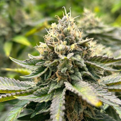 Amsterdam Amnesia # 6  growlog timeline photo
