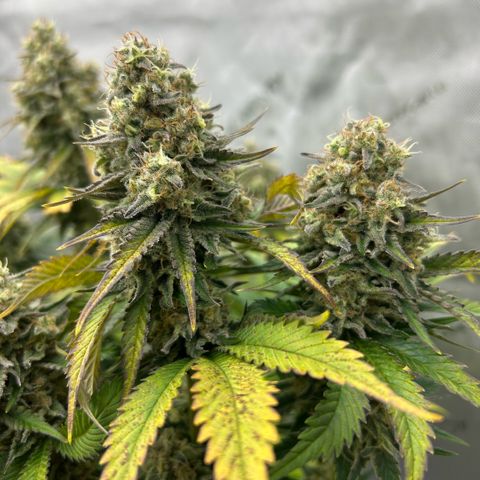 Amsterdam Amnesia # 6  growlog timeline photo
