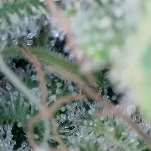 Haze Berry #1  growlog timeline photo