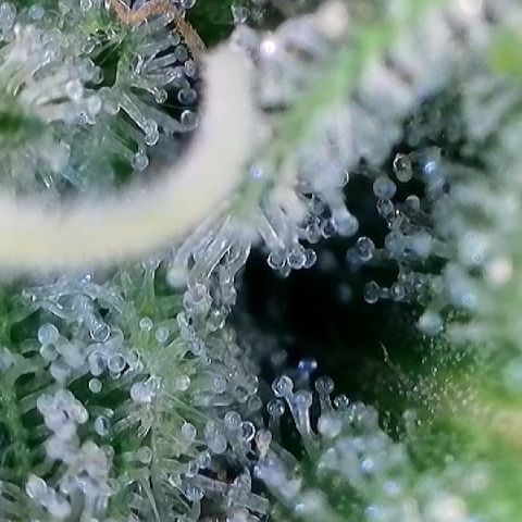 Haze Berry #1  growlog timeline photo