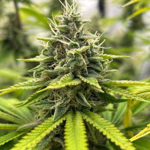 Haze Berry #1  growlog timeline photo