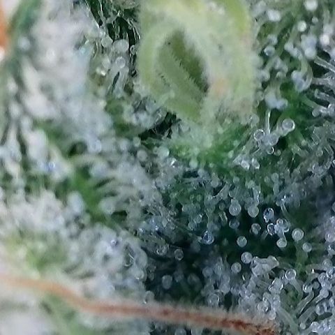 Haze Berry #1  growlog timeline photo
