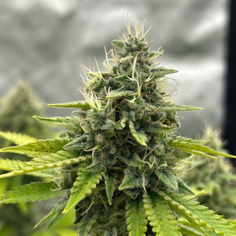 Haze Berry #1  growlog timeline photo