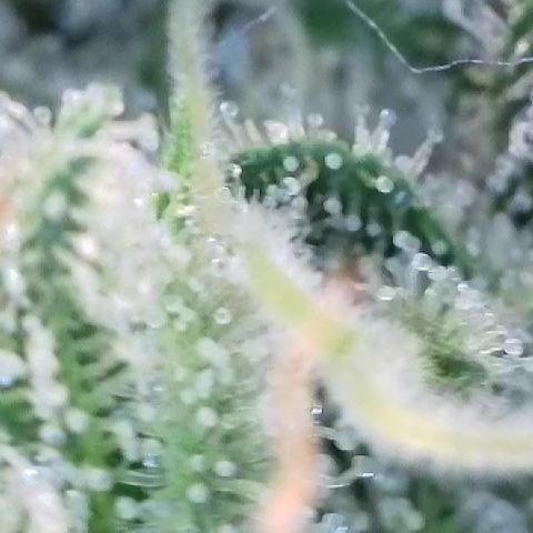 Haze Berry #1  growlog timeline photo