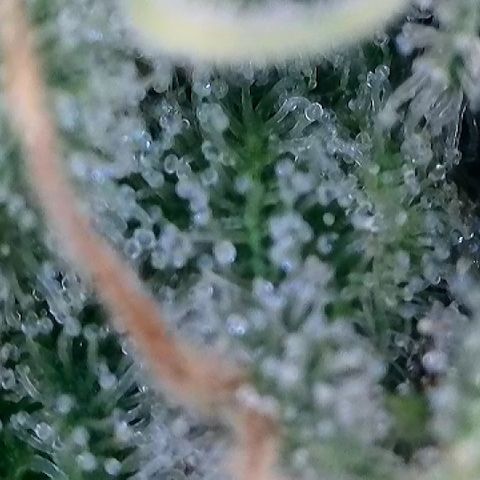 Haze Berry #1  growlog timeline photo