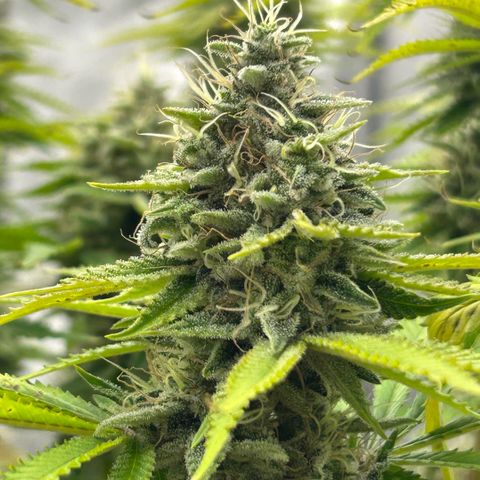 Haze Berry #1  growlog timeline photo