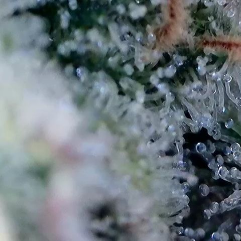 Amsterdam Amnesia # 6  growlog timeline photo