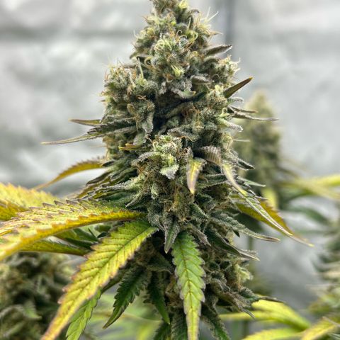 Amsterdam Amnesia # 6  growlog timeline photo