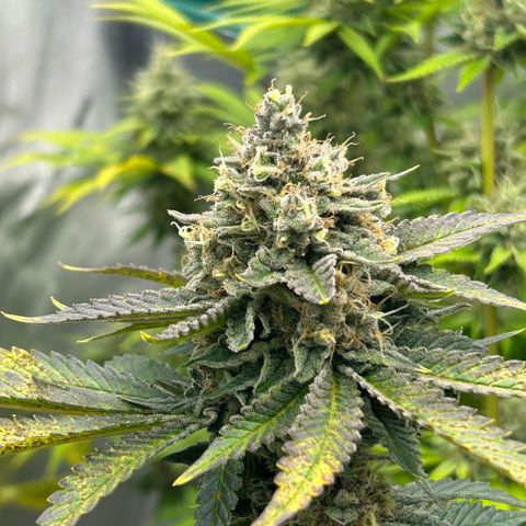 Amsterdam Amnesia # 6  growlog timeline photo