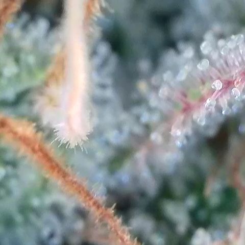 Amsterdam Amnesia # 6  growlog timeline photo