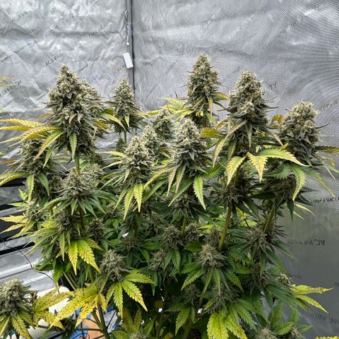 Amsterdam Amnesia # 6  growlog timeline photo
