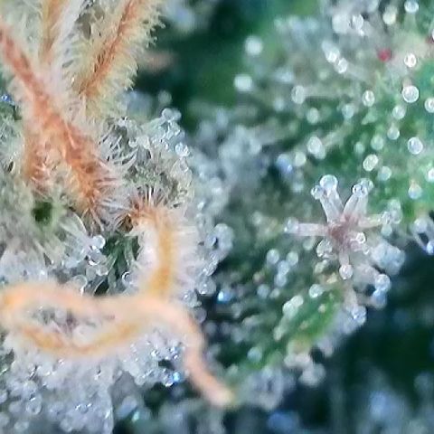 Amsterdam Amnesia # 6  growlog timeline photo