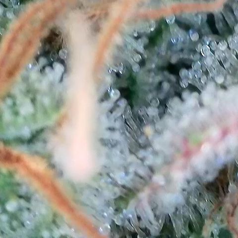 Amsterdam Amnesia # 6  growlog timeline photo