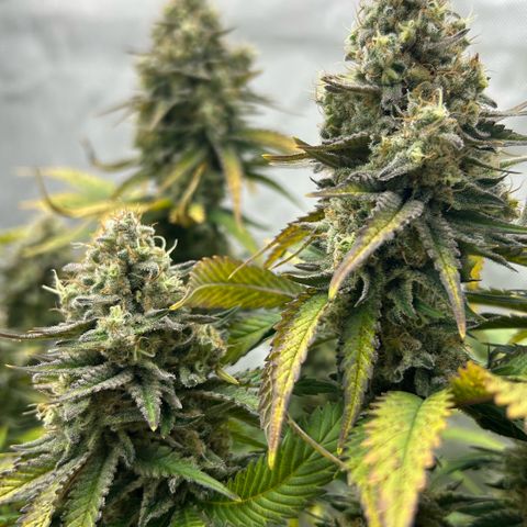 Amsterdam Amnesia # 6  growlog timeline photo