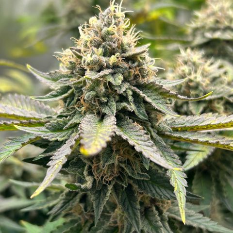Amsterdam Amnesia # 6  growlog timeline photo