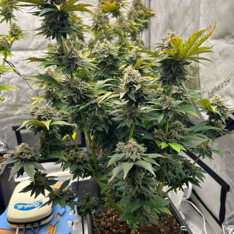 Amsterdam Amnesia # 6  growlog timeline photo