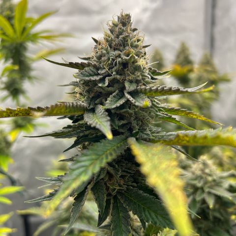 Amsterdam Amnesia # 6  growlog timeline photo