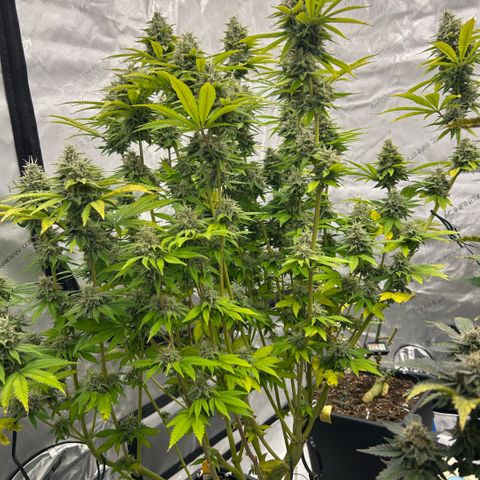 Haze Berry #1  growlog timeline photo