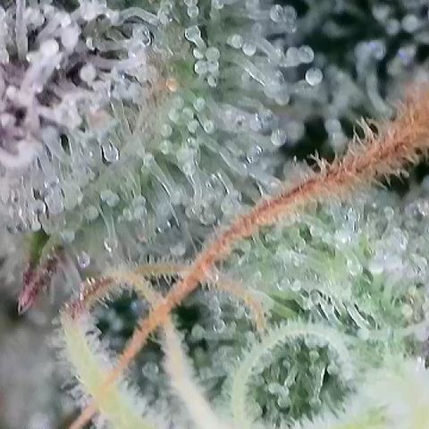 Amsterdam Amnesia # 6  growlog timeline photo