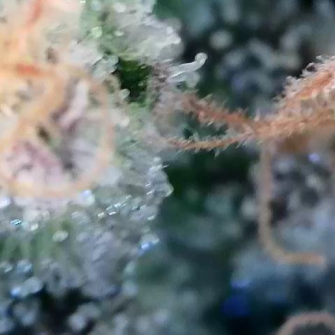 Amsterdam Amnesia # 6  growlog timeline photo