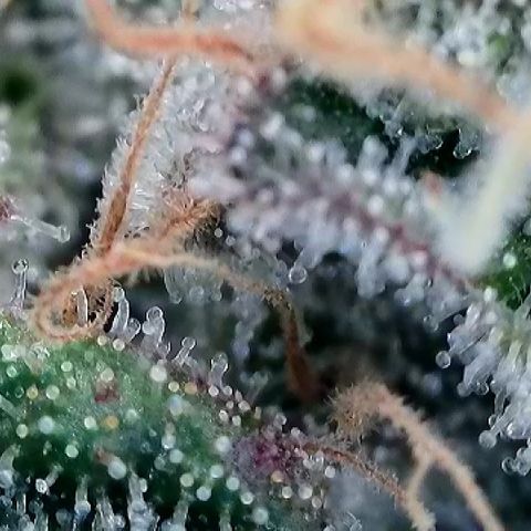 Amsterdam Amnesia # 6  growlog timeline photo