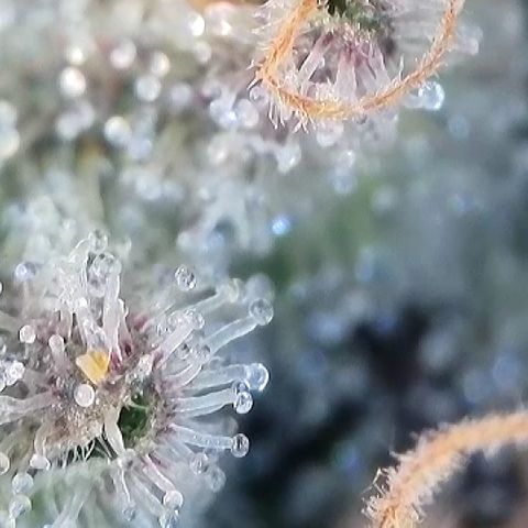 Amsterdam Amnesia # 6  growlog timeline photo
