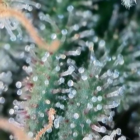 Amsterdam Amnesia # 6  growlog timeline photo