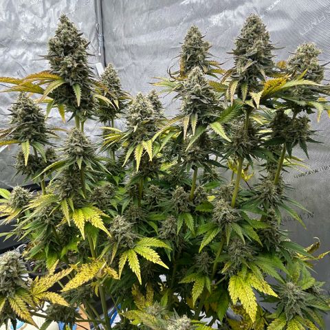 Amsterdam Amnesia # 6  growlog timeline photo