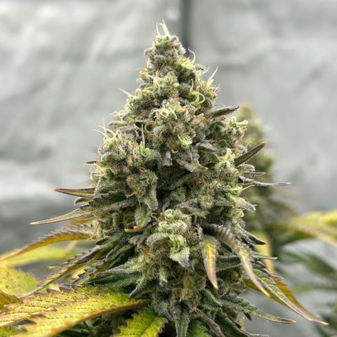 Amsterdam Amnesia # 6  growlog timeline photo