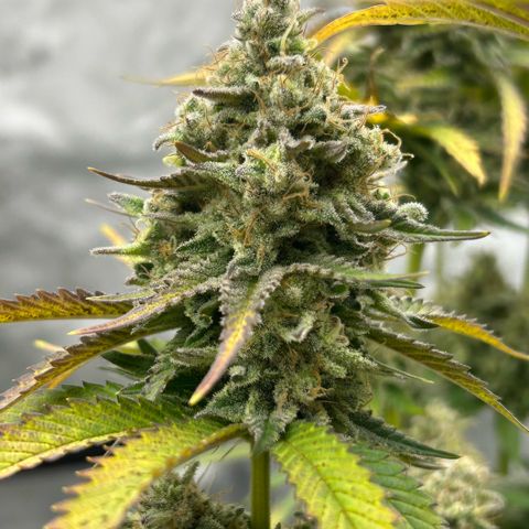 Amsterdam Amnesia # 6  growlog timeline photo