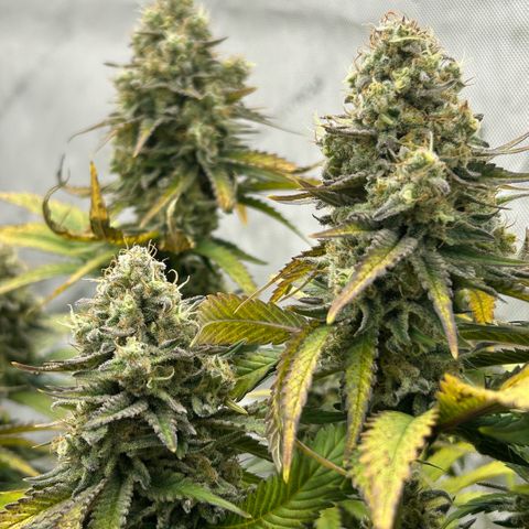Amsterdam Amnesia # 6  growlog timeline photo