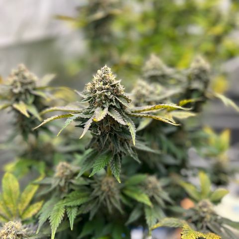 Amsterdam Amnesia # 6  growlog timeline photo