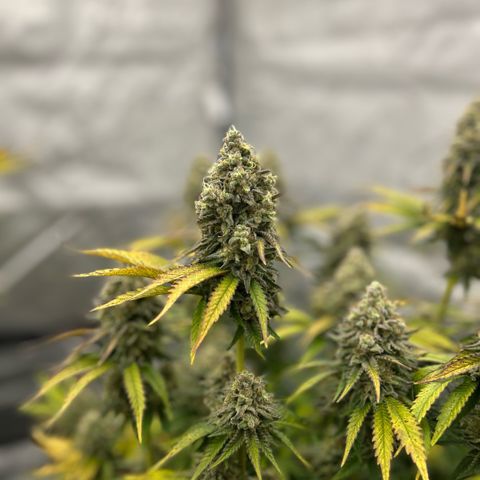 Amsterdam Amnesia # 6  growlog timeline photo