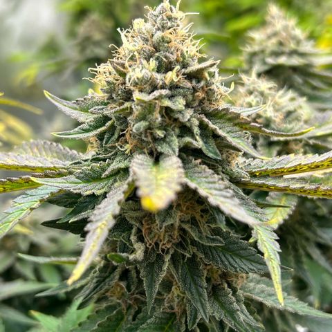 Amsterdam Amnesia # 6  growlog timeline photo
