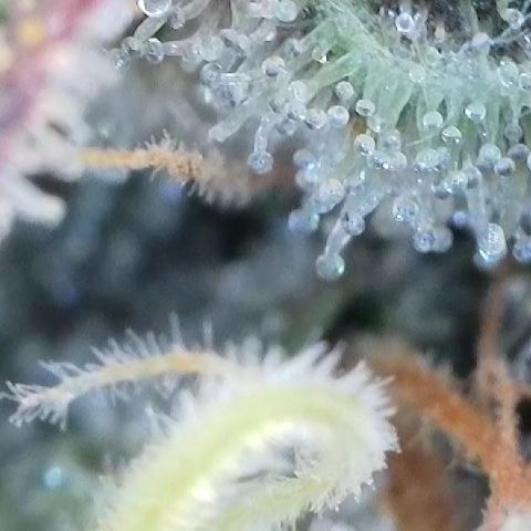 Amsterdam Amnesia # 6  growlog timeline photo