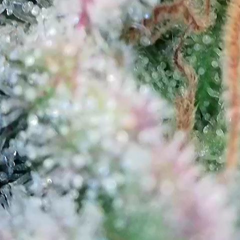 Amsterdam Amnesia # 6  growlog timeline photo