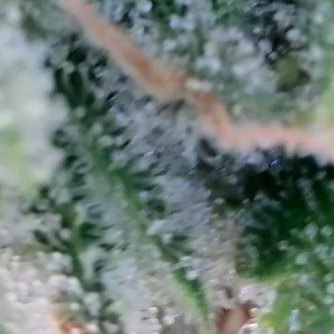Haze Berry #1  growlog timeline photo