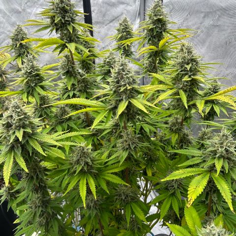 Haze Berry #1  growlog timeline photo
