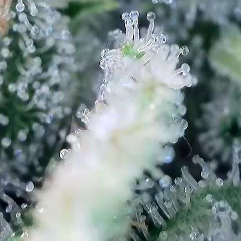 Haze Berry #1  growlog timeline photo