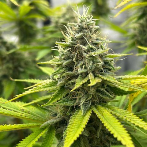 Haze Berry #1  growlog timeline photo