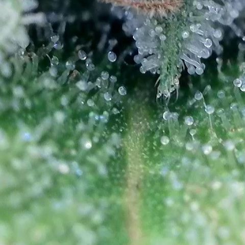 Haze Berry #1  growlog timeline photo