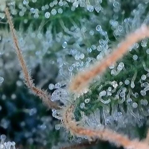 Haze Berry #1  growlog timeline photo