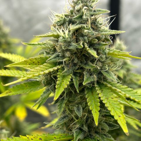 Haze Berry #1  growlog timeline photo